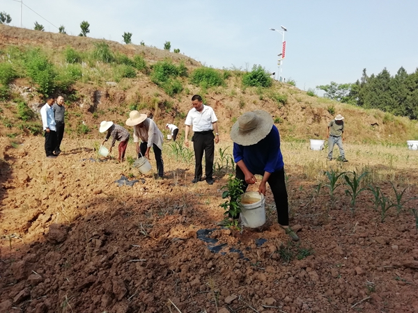 <font color='red'>东</font>青镇全面打响抗旱保苗攻坚战