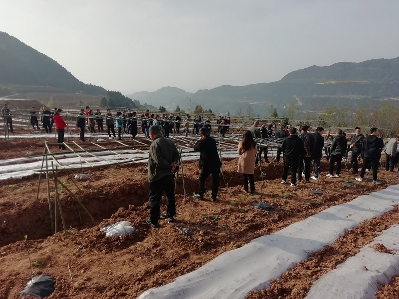 <font color='red'>东</font>青镇召开产业发展“大比武”暨春管技术培训会