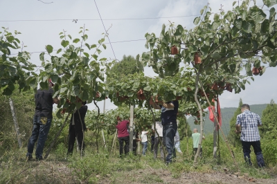 <font color='red'>东</font>溪镇开展“爱心助农”志愿服务活动