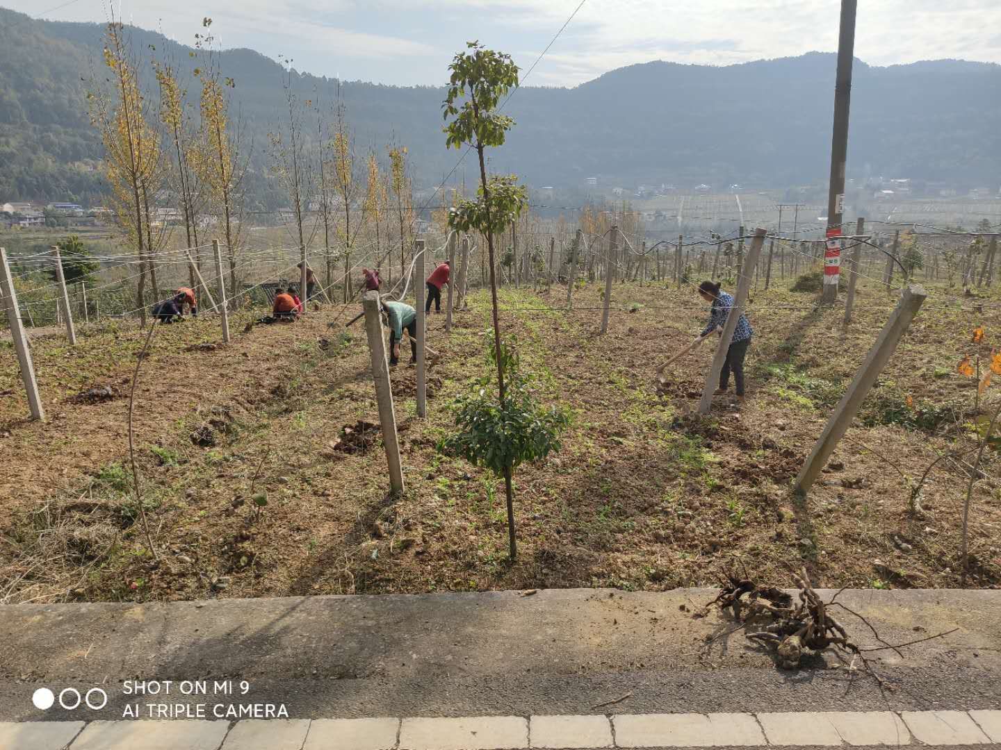 <font color='red'>岳</font><font color='red'>东</font>镇积极开展猕猴桃冬季管理工作      