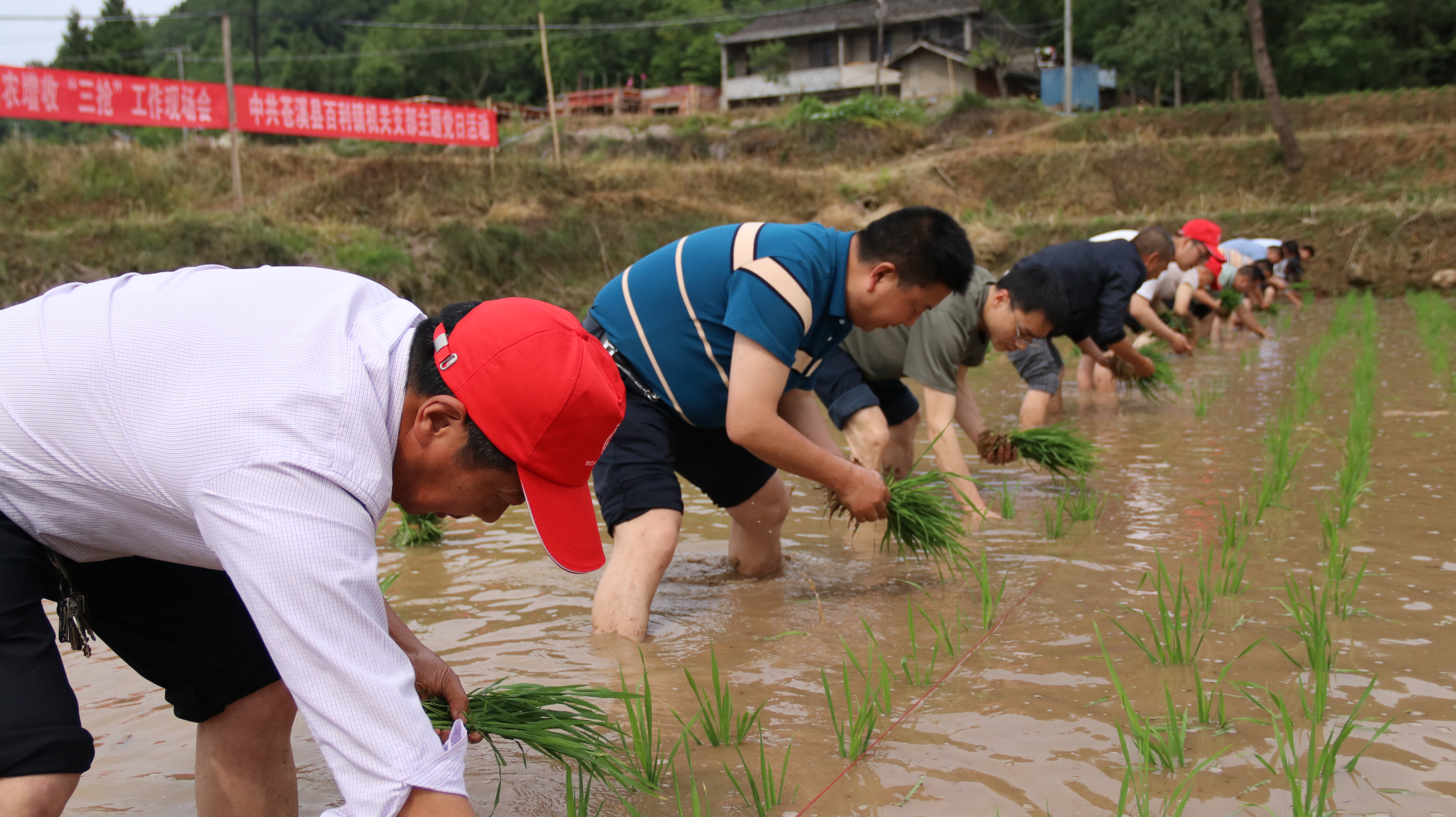 百利镇<font color='red'>干部</font>齐上阵，助民抓“三抢”