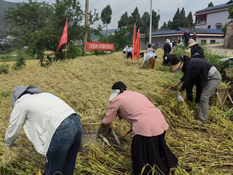 <font color='red'>东</font>青镇志愿服务进田间 助农收麦暖心头