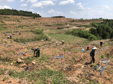 <font color='red'>东</font>青镇套种杭白菊拓宽致富路