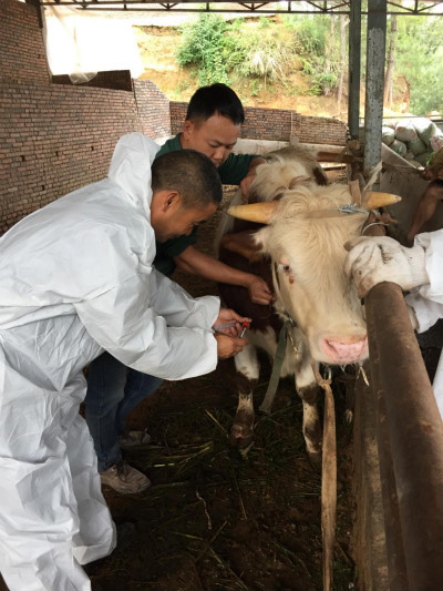 <font color='red'>东</font>溪镇：严抓严管非洲猪瘟 落实落细防疫工作